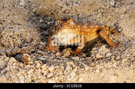 Centralian Rough Knob Tailed Gecko Close Up. Lizard smiley Stock Photo