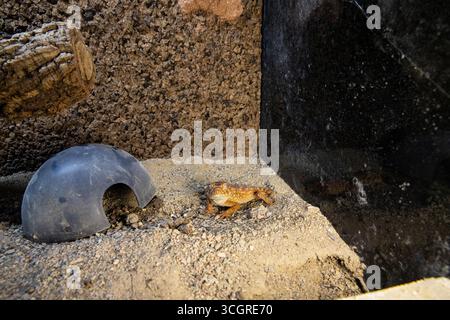 Knob Tailed Gecko on Sand in Terrarium. Lizard smiley Stock Photo