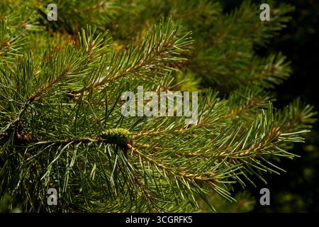 One single fir cone growing on fir tree Stock Photo
