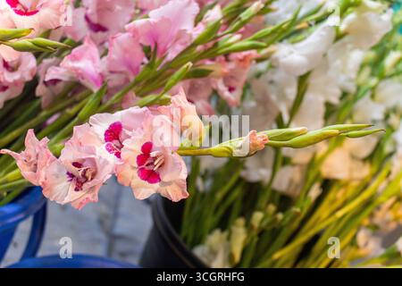 Fresh pink gladiolus blooms with white floral background Stock Photo