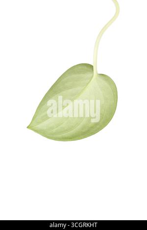 Scindapsus pictus leaf underside isolated on white background Stock Photo