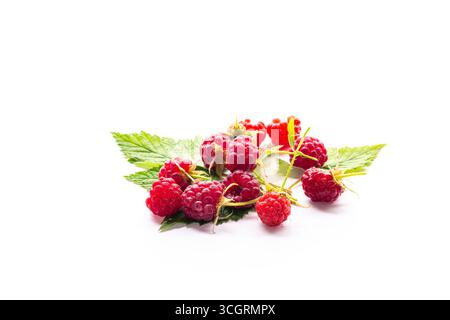 Fresh ripe raspberries on a green background close-up. Stock Photo