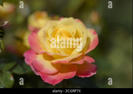Fully opened rose with a yellow to pink gradient of color in the petals Stock Photo