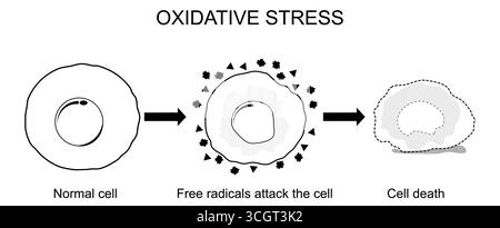 Oxidative stress. Imbalance between the production of free radicals and antioxidants. Cell line icon vector illustration isolated on white background Stock Vector
