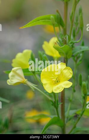yellow evening primrose flower Stock Photo