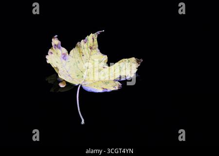Autumnal leaf floating on pond with dark background Stock Photo