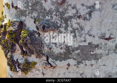 Detailed close-up of a tree's bark, showing its rough texture in shades of white and grey. Green and yellow moss grows in its crevices. Stock Photo