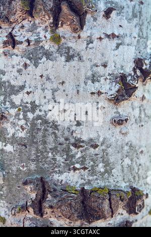 Abstract nature background with a tree trunk. The aged surface of the wood creates a perfect organic pattern for design projects. Stock Photo