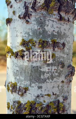 Natural wood texture outdoors. The play of light highlights the details and relief of the bark, creating an evocative image ideal as a background. Stock Photo