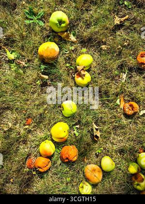 Ripe and rotten apples scattered on the grass in an orchard, basking in the warm sunlight of a beautiful summer day Stock Photo