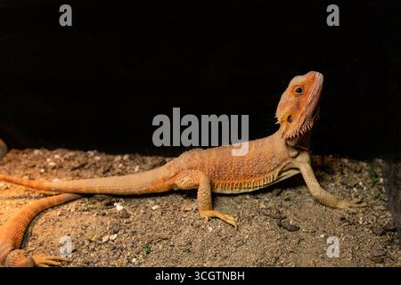 A bearded dragon in its natural environment, lying on the sand. A lizard in full growth Stock Photo