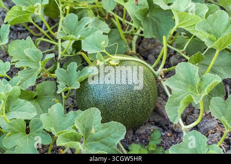 Ripening melon on farmland Stock Photo - Alamy