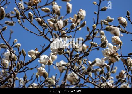 Full frame texture background of emerging white flower blossoms on a magnolia tree in early spring, with blue sky Stock Photo