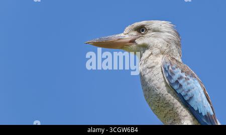 Close up portrait of a Blue-winged kookaburra (Dacelo leachii) bird looking left in sunshine with clear blue sky Mount Molloy Queensland Australia Stock Photo