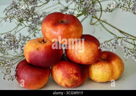 Pile of ripe nectarines on a white background close up Stock Photo