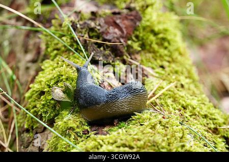 Snail crawling on a mossy log in the forest. Close-up. Stock Photo