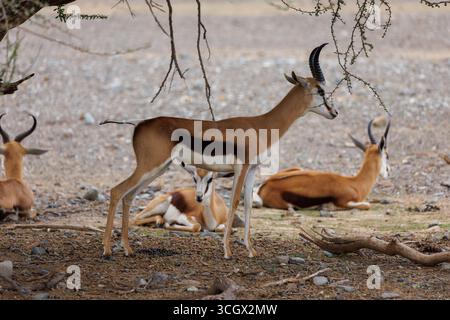 Springbok Standing Under Tree in Desert Plain Stock Photo