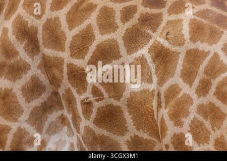 CloseUp of Giraffes Spotted Pattern with Scar Stock Photo