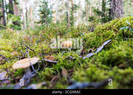 A detailed shot of two small mushrooms nestled in a thick bed of green moss and forest undergrowth, with soft focus on the pine trees. Stock Photo