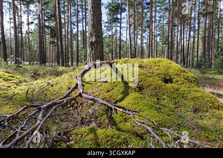 Exposed tree roots spread over a lush, moss-covered mound on the forest floor, with tall pine trees dominating the background. Stock Photo