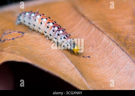 Macro photo of a vividly colored spiny caterpillar on a brown dry leaf. The insect's black spots, yellow head, and translucent body create striking co Stock Photo