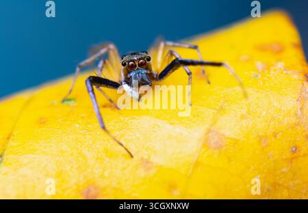 Macro photograph of a Phintella species jumping spider perched on a colorful leaf. The spider features an iridescent blue face and characteristic larg Stock Photo