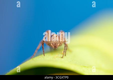 A vibrant macro portrait of an orange Hamataliwa lynx spider (Hamataliwa sp.) perched on a fresh green leaf against a vivid blue background. The shall Stock Photo