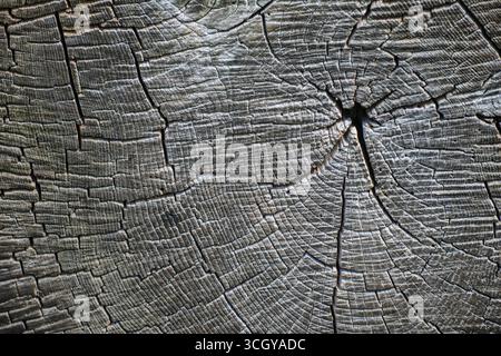 Tree rings old weathered wood texture with the cross section of a cut ...