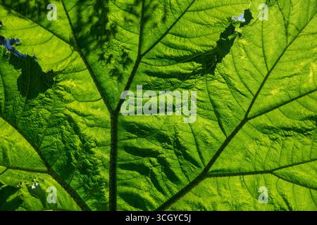 The underside of a Gunnera leaf backlit by the sun Stock Photo