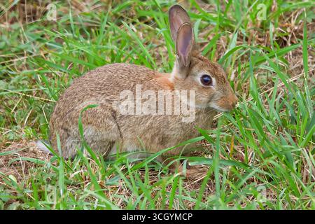 Large wild rabbit in the UK, with big eyes and ears, eating lush green grass whilst staying alert for predators. Stock Photo