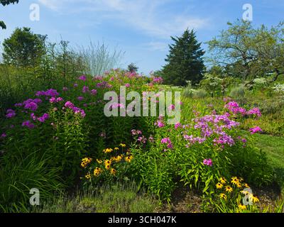 Bright yellow black-eyed susans grow beneath vivid pink phlox on a slope in a natural garden. Stock Photo