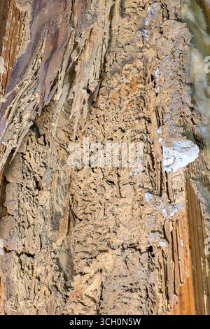 Closeup of severe wooden structure damage caused by Formosan Termites and remnants of the termites' nest Stock Photo
