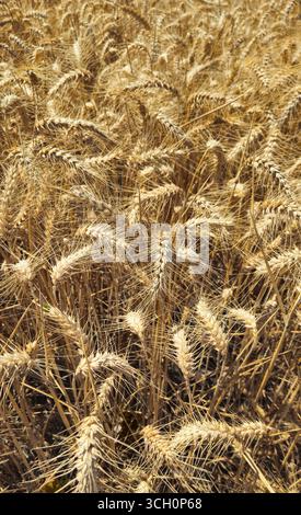 Golden Cereal field with ears of rye, Close-up natural background, Agriculture farm and farming concept, Vertical orientation Stock Photo
