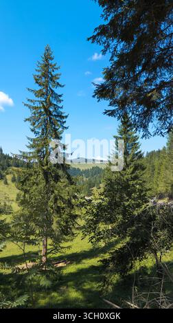 A vibrant tree adorned with lush green foliage, standing tall and ...