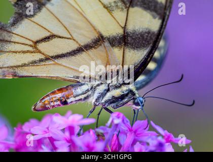 Yellow and black butterfly sipping from a purple flower super close-up Stock Photo