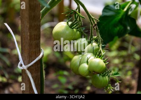Cluster of unripe, heavy green tomatoes (Solanum lycopersicum) attached to the vine, growing in a greenhouse with wooden stick support, close-up view. Stock Photo