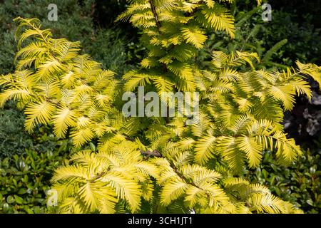 Metasequoia glyptostroboides (Dawn redwood) deciduous conifer tree with golden yellow foliage, garden decorative variety. Stock Photo