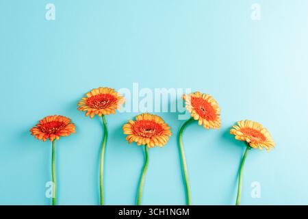 Orange gerbera flowers on blue turquoise background. Top view, flat lay, copy space. Stock Photo