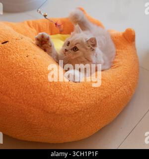 Fluffy kitten playing in orange cat bed Stock Photo