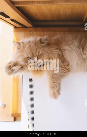 Fluffy ginger cat sleeping on a radiator under wooden cabinet Stock Photo
