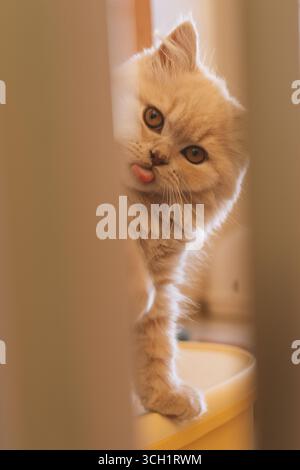 Curious ginger kitten peeking through a doorway Stock Photo