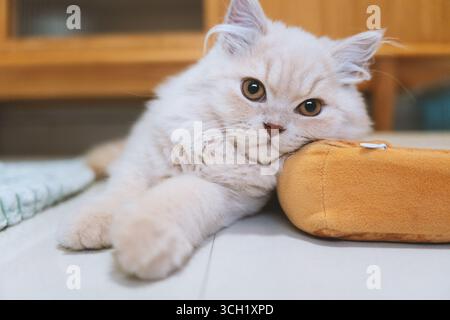 Fluffy white kitten resting on a cushion Stock Photo