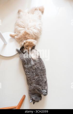 Two cats playing together on the floor Stock Photo