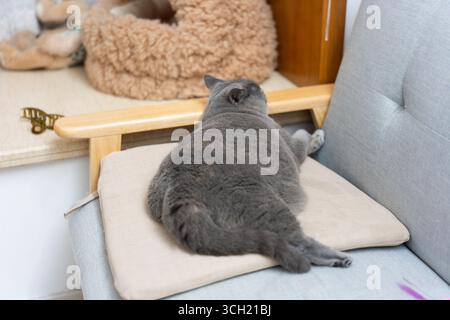 Gray cat resting on a cushioned chair back Stock Photo
