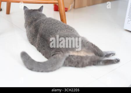 Gray cat lying on the floor indoors Stock Photo