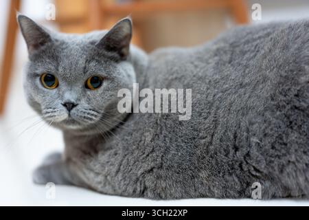 Gray British Shorthair Cat Lying Down Stock Photo