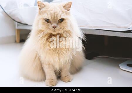 Fluffy Persian Cat Sitting on Floor Near Bed Stock Photo