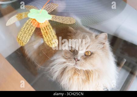 Fluffy Persian cat looking through window with decorative butterfly Stock Photo