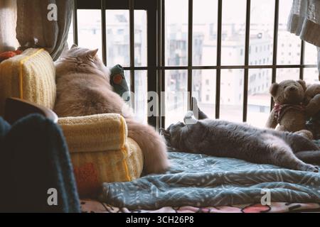 Two cats resting on a cozy sofa by a window with city view in Shanghai, China Stock Photo