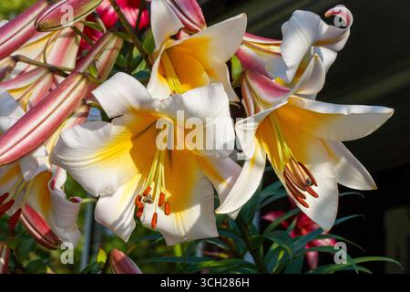 Miss Peculiar' Skyscraper lily, Trädlilja (Lilium hybrid